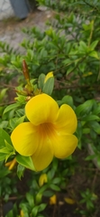 Allamanda schottii