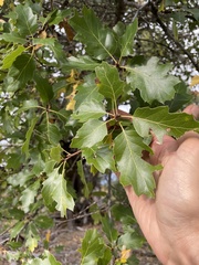 Quercus × ganderi