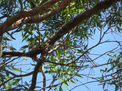 Daphoenositta chrysoptera