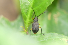 Pseudadimonia variolosa