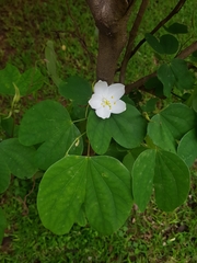 Bauhinia acuminata