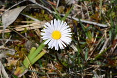 Allittia cardiocarpa