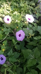 Ipomoea cordatotriloba cordatotriloba