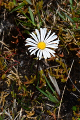 Allittia cardiocarpa