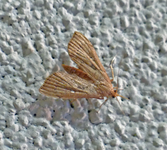 Geshna cannalis