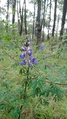Lupinus altimontanus