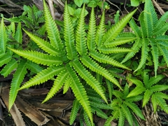 Pteris minor