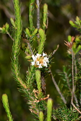 Epacris lanuginosa