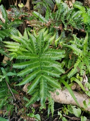 Pteris minor