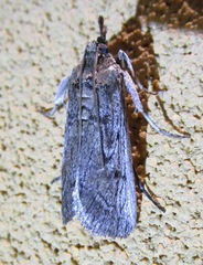 Melitara subumbrella