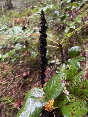 Allotropa virgata