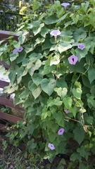 Ipomoea cordatotriloba cordatotriloba