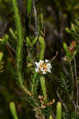 Epacris lanuginosa