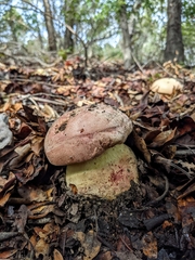 Butyriboletus querciregius