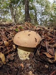 Butyriboletus querciregius