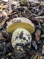 Butyriboletus querciregius