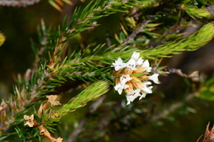Epacris lanuginosa