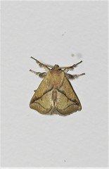 Anaxidia lozogramma