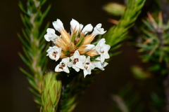 Epacris lanuginosa