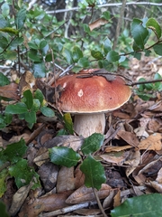 Boletus edulis grandedulis