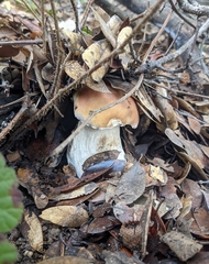 Boletus edulis grandedulis