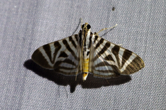 Spilomela perspicata