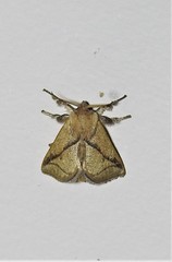 Anaxidia lozogramma