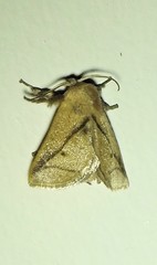 Anaxidia lozogramma