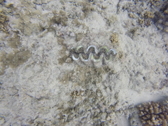 Tridacna noae