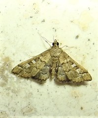Nacoleia rhoeoalis