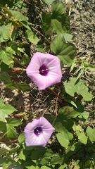 Ipomoea cordatotriloba cordatotriloba