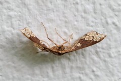 Hypolamprus ocellipennis