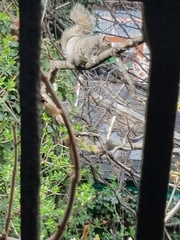 Sciurus carolinensis