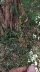 Artemisia carvifolia