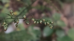 Artemisia carvifolia