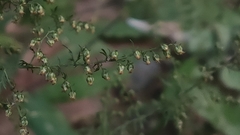 Artemisia carvifolia