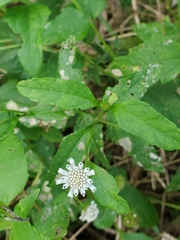 Melanthera parvifolia