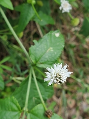 Melanthera parvifolia