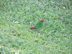 Erythrura pealii