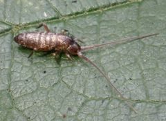 Pogonognathellus longicornis