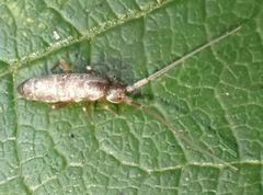 Pogonognathellus longicornis