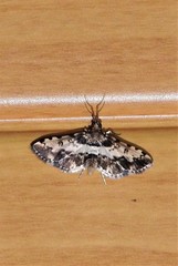 Nacoleia amphicedalis