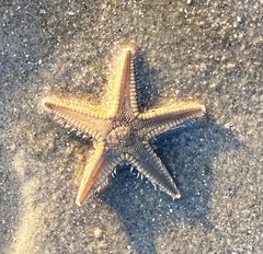 Astropecten duplicatus