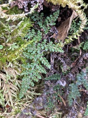 Myriopteris covillei