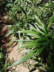 Setaria sulcata