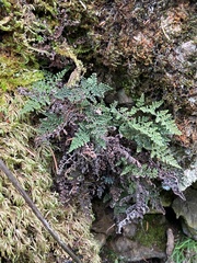 Myriopteris covillei