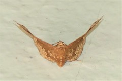 Hypolamprus ocellipennis