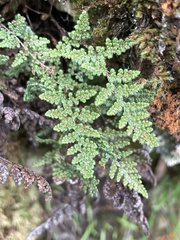 Myriopteris covillei