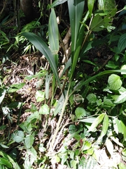 Setaria sulcata