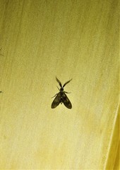 Pollanisus trimacula